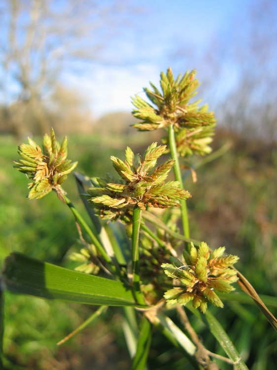 Cyperus esculentus